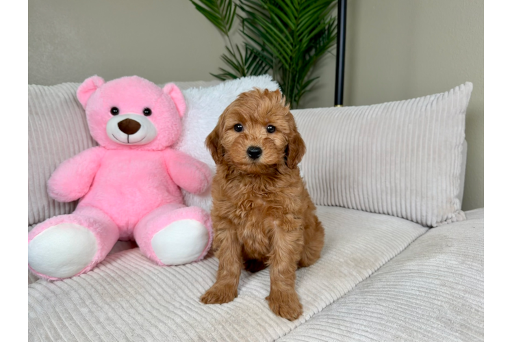 Best Mini Goldendoodle Baby