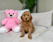 8 week old Mini Goldendoodle Puppy For Sale - Lone Star Pups