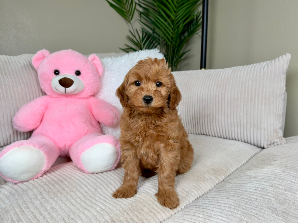 Best Mini Goldendoodle Baby