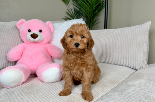 Best Mini Goldendoodle Baby