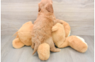 Friendly Mini Goldendoodle Baby