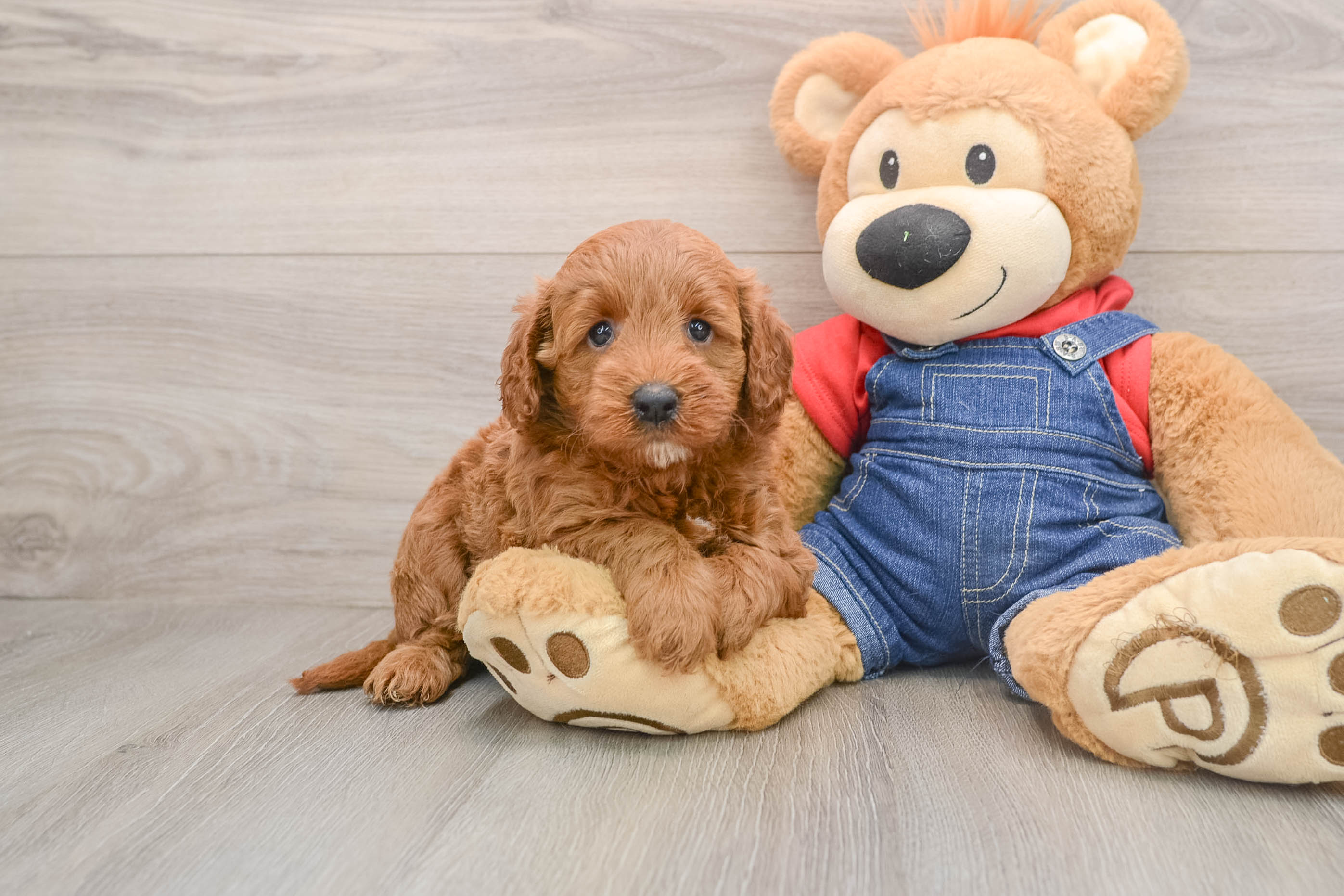 Mini Goldendoodle Puppy for Adoption