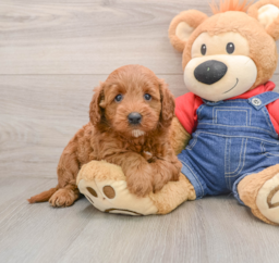 6 week old Mini Goldendoodle Puppy For Sale - Lone Star Pups