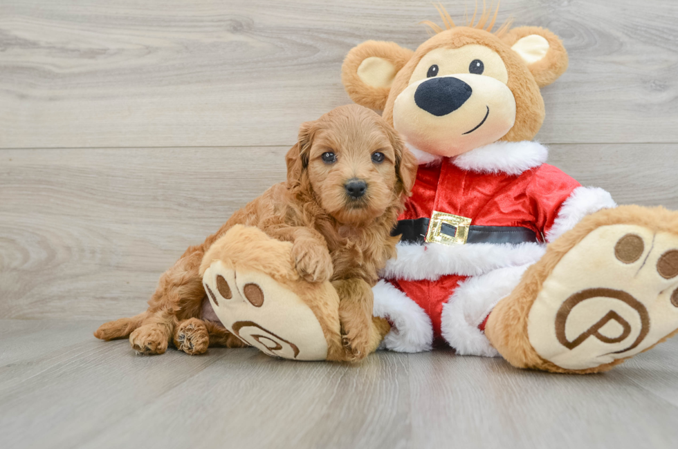 5 week old Mini Goldendoodle Puppy For Sale - Lone Star Pups