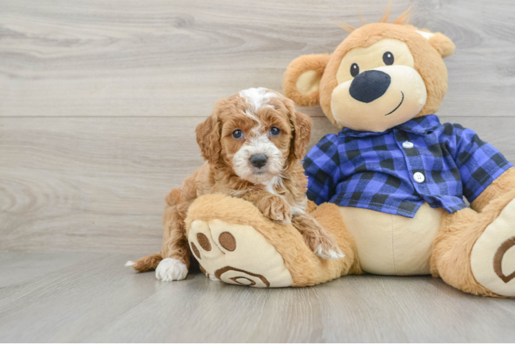 Fluffy Mini Goldendoodle Poodle Mix Pup