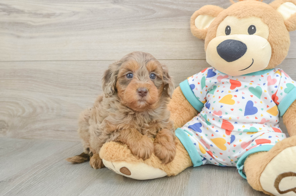 5 week old Mini Goldendoodle Puppy For Sale - Lone Star Pups