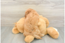 Playful Mini Groodle Poodle Mix Puppy