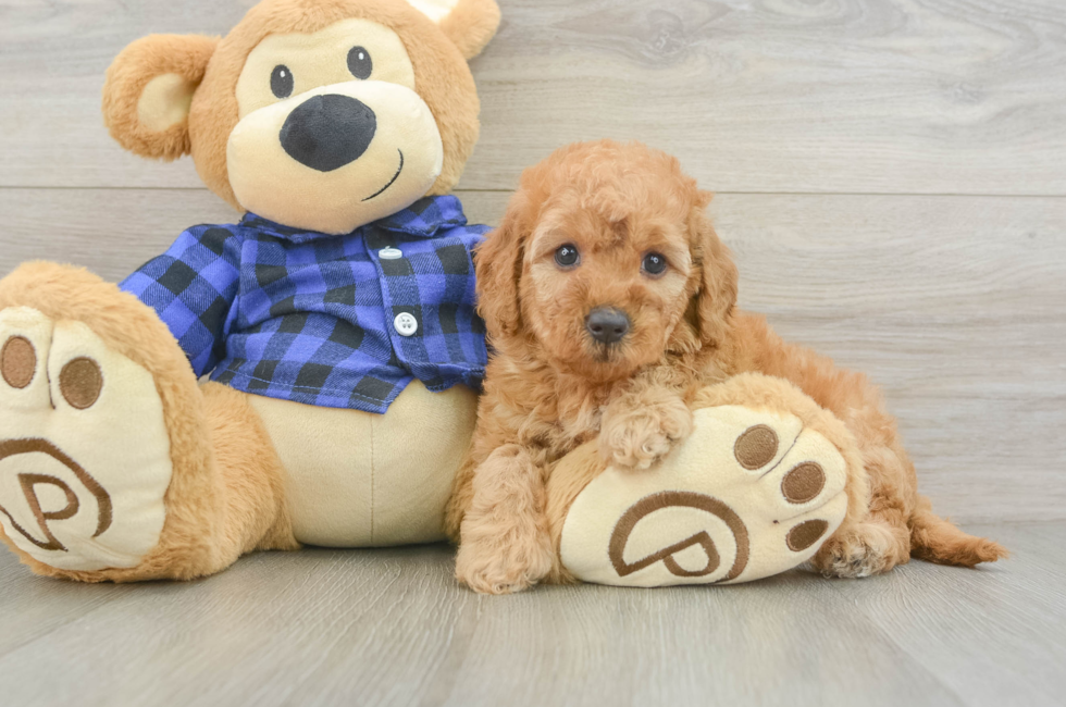 5 week old Mini Goldendoodle Puppy For Sale - Lone Star Pups