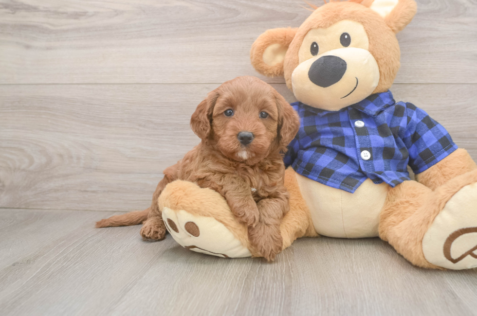 5 week old Mini Goldendoodle Puppy For Sale - Lone Star Pups