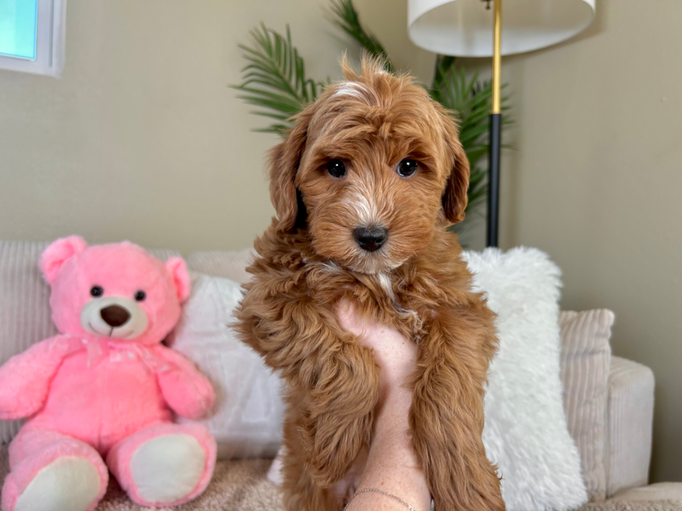 Cute Mini Goldendoodle Poodle Mix Pup