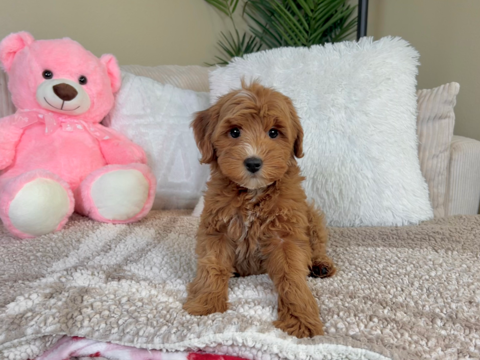 Cute Mini Goldiepoo Poodle Mix Puppy