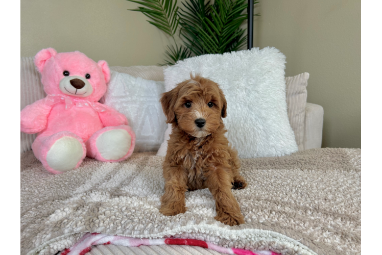Mini Goldendoodle Pup Being Cute