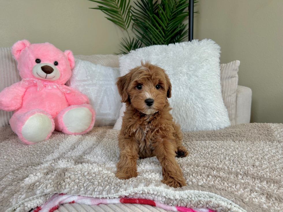 Mini Goldendoodle Pup Being Cute