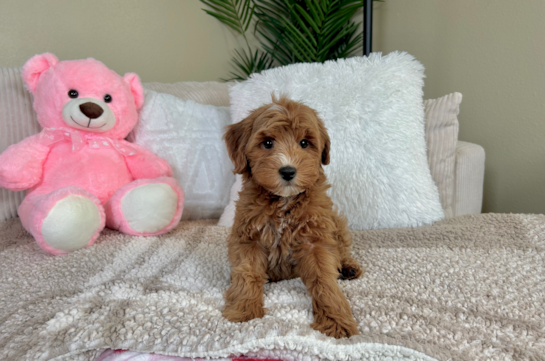 Mini Goldendoodle Pup Being Cute