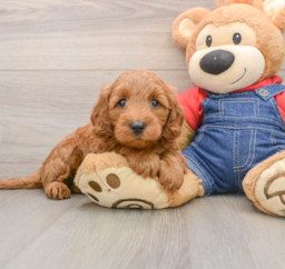7 week old Mini Goldendoodle Puppy For Sale - Lone Star Pups