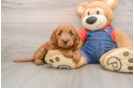 Best Mini Goldendoodle Baby