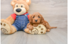 Popular Mini Goldendoodle Poodle Mix Pup