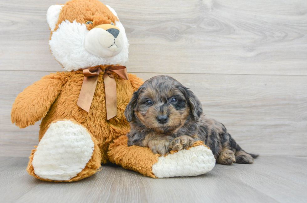 7 week old Mini Goldendoodle Puppy For Sale - Lone Star Pups