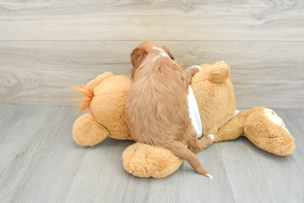 Best Mini Goldendoodle Baby