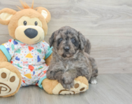 8 week old Mini Goldendoodle Puppy For Sale - Lone Star Pups