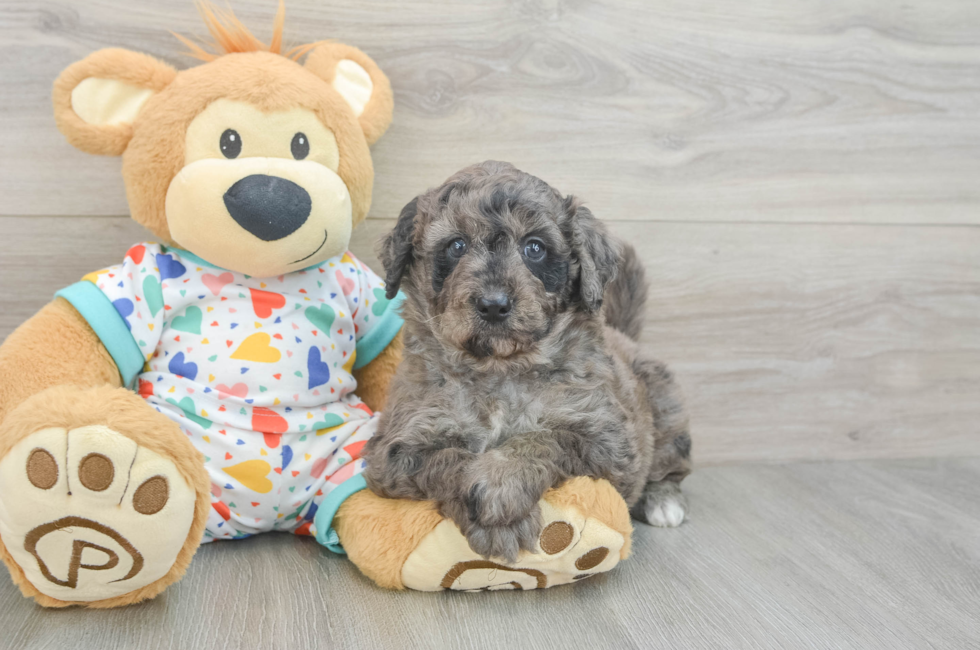 5 week old Mini Goldendoodle Puppy For Sale - Lone Star Pups