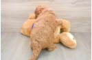 Energetic Golden Doodle Poodle Mix Puppy