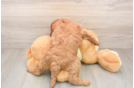 Small Mini Goldendoodle Baby