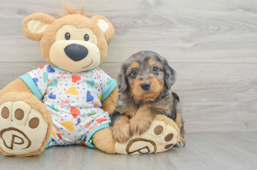 5 week old Mini Goldendoodle Puppy For Sale - Lone Star Pups