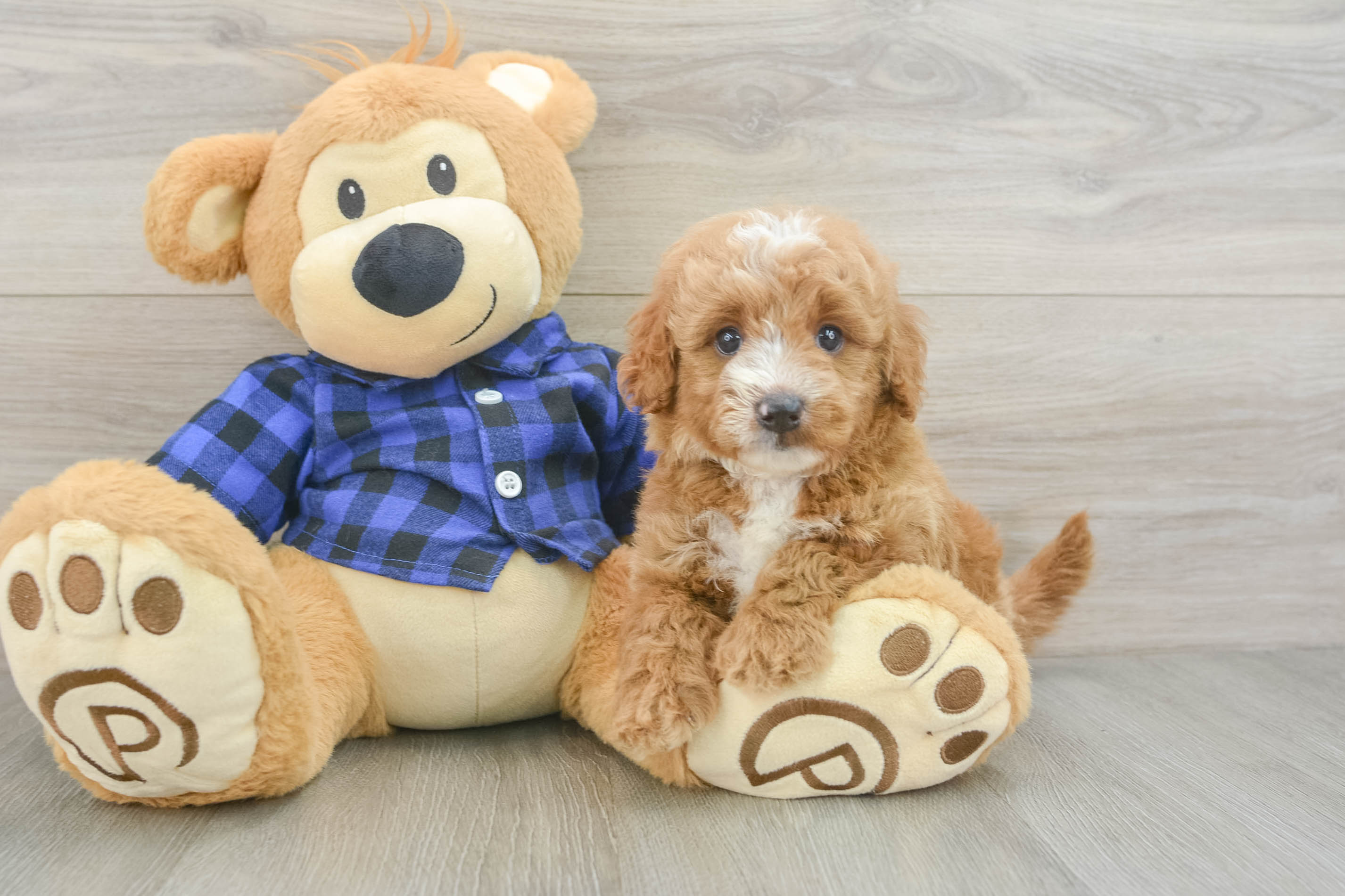 Mini Goldendoodle Puppy for Adoption
