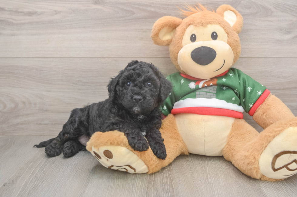 5 week old Mini Goldendoodle Puppy For Sale - Lone Star Pups