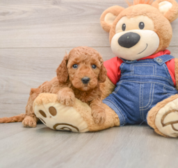 7 week old Mini Goldendoodle Puppy For Sale - Lone Star Pups