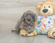 9 week old Mini Goldendoodle Puppy For Sale - Lone Star Pups