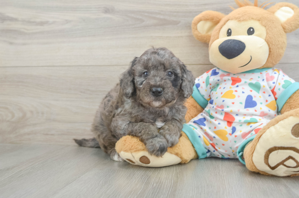 5 week old Mini Goldendoodle Puppy For Sale - Lone Star Pups