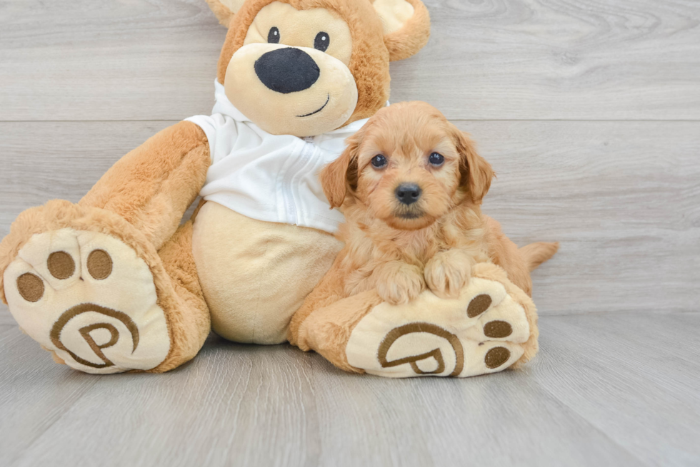 Popular Mini Goldendoodle Poodle Mix Pup