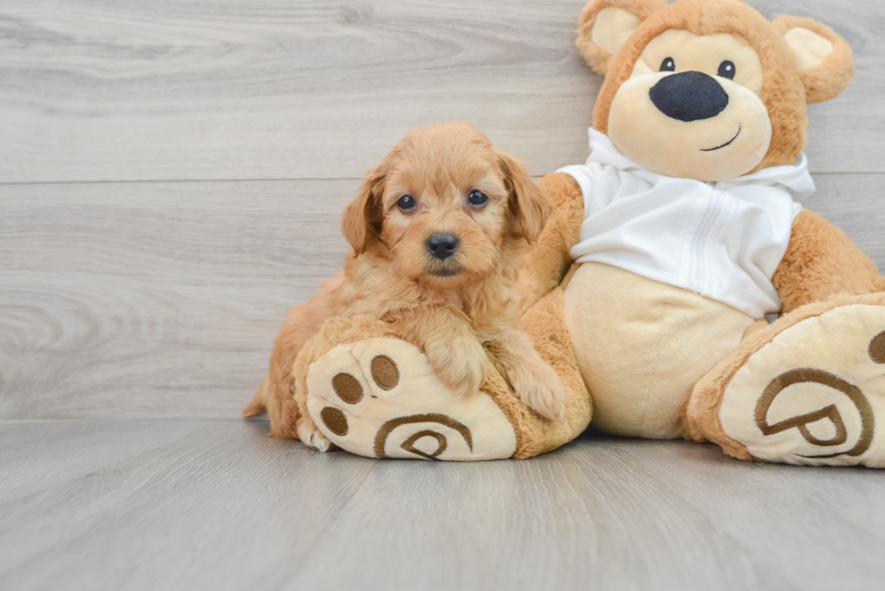 Funny Mini Goldendoodle Poodle Mix Pup