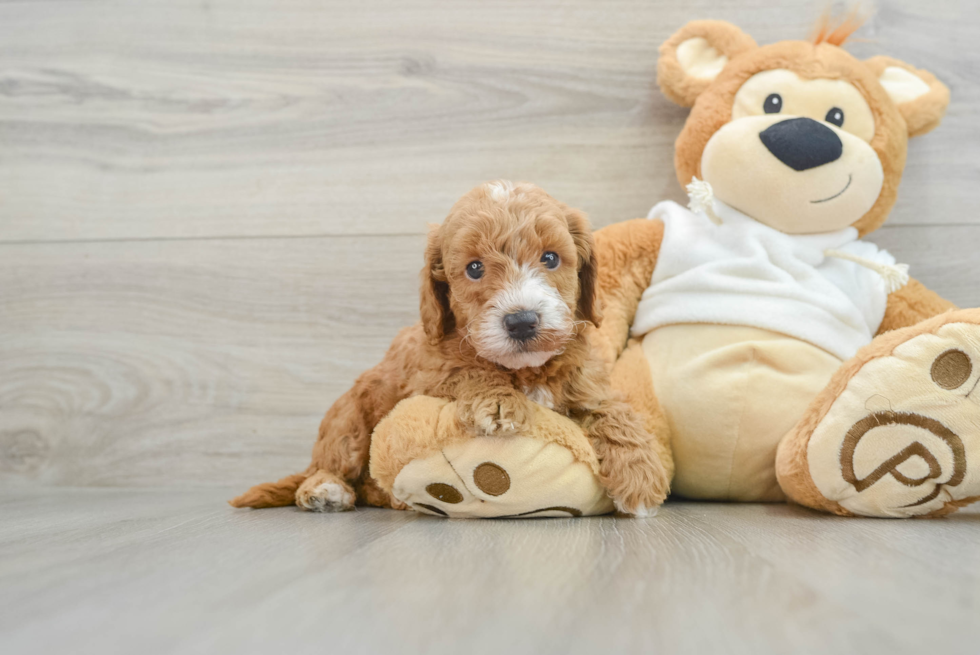 Mini Goldendoodle Puppy for Adoption