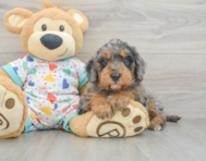 8 week old Mini Goldendoodle Puppy For Sale - Lone Star Pups