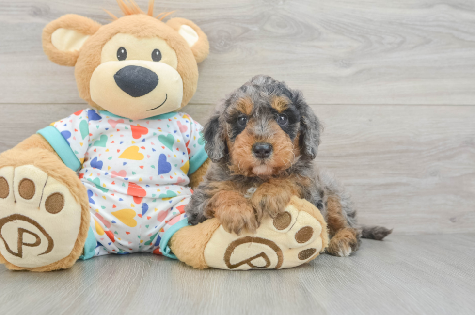 5 week old Mini Goldendoodle Puppy For Sale - Lone Star Pups