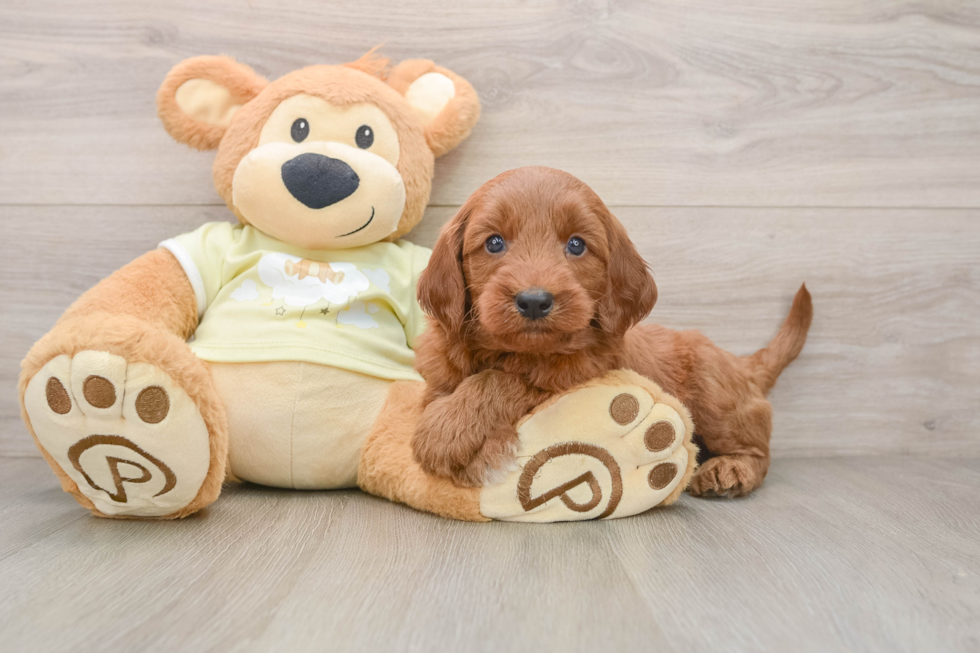 Popular Mini Goldendoodle Poodle Mix Pup