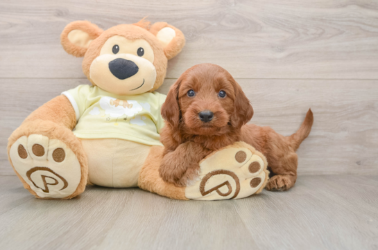 Popular Mini Goldendoodle Poodle Mix Pup
