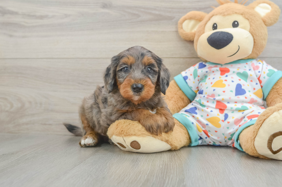 5 week old Mini Goldendoodle Puppy For Sale - Lone Star Pups