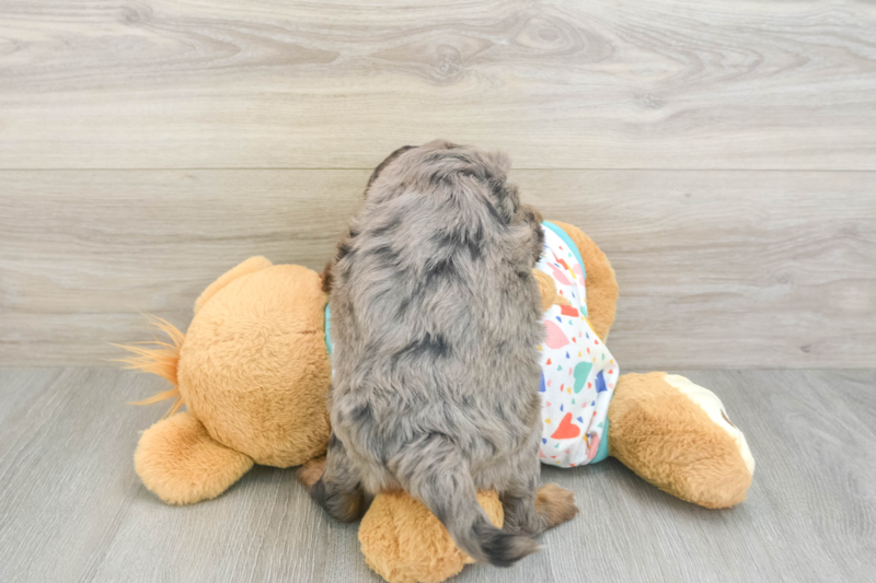 Meet Hudson - our Mini Goldendoodle Puppy Photo 2/3 - Lone Star Pups