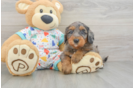 Mini Goldendoodle Puppy for Adoption