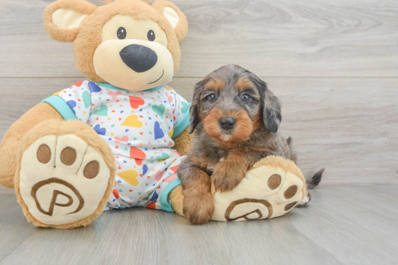 Meet Hudson - our Mini Goldendoodle Puppy Photo 3/3 - Lone Star Pups