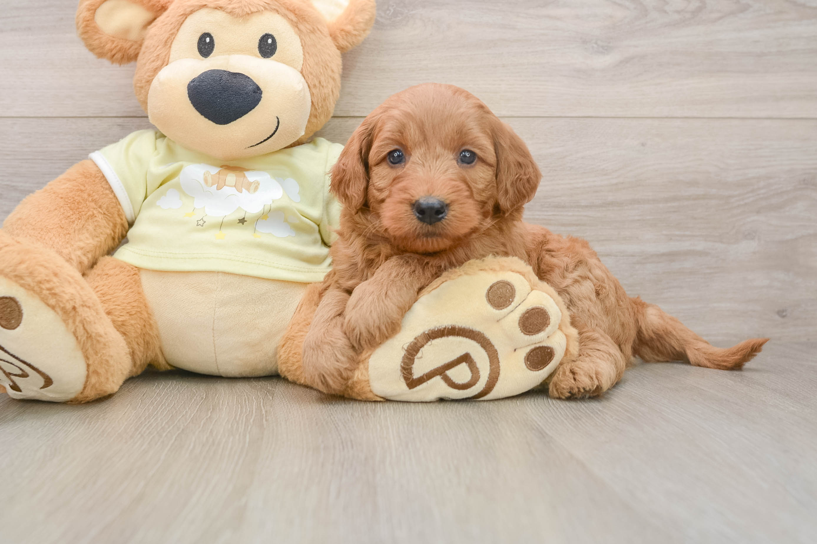 Popular Mini Goldendoodle Poodle Mix Pup