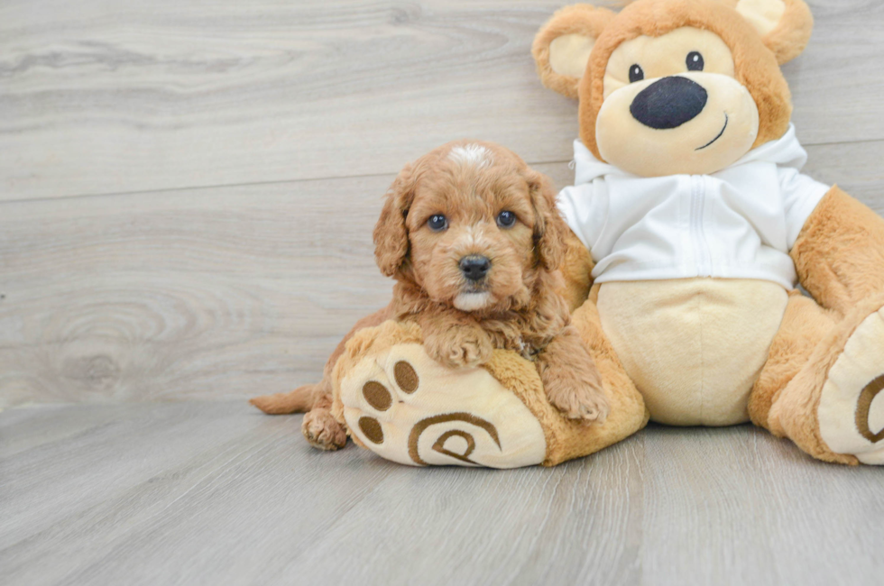 5 week old Mini Goldendoodle Puppy For Sale - Lone Star Pups