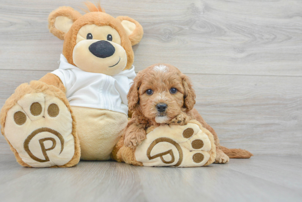 Petite Mini Goldendoodle Poodle Mix Pup