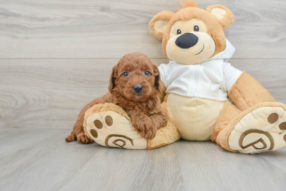 Cute Mini Goldendoodle Baby