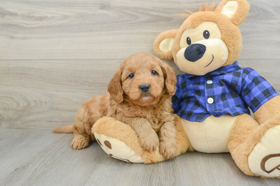 5 week old Mini Goldendoodle Puppy For Sale - Lone Star Pups