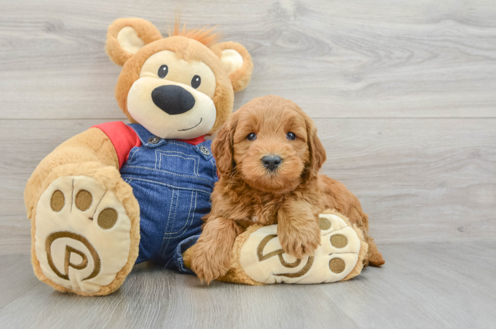 6 week old Mini Goldendoodle Puppy For Sale - Lone Star Pups